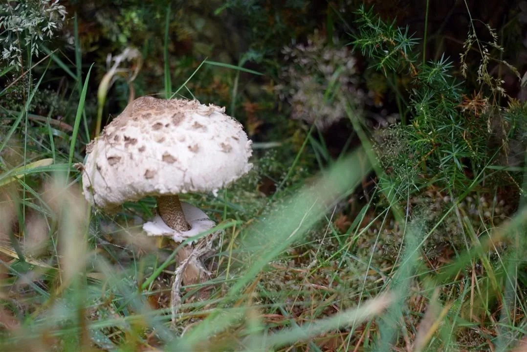 G21.4 bramslev bakker restaurant lunch fri 21 jul (22)